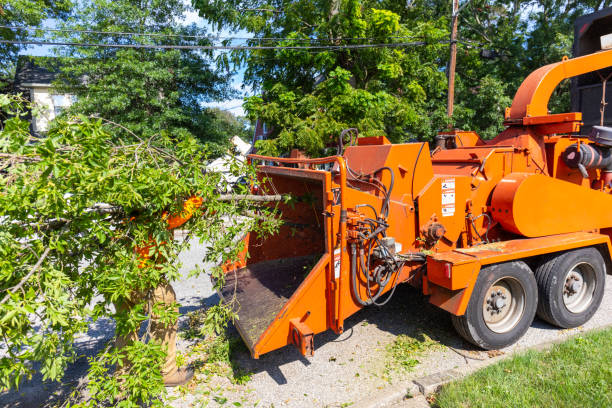 Best Tree Root Removal  in Greenwood, DE